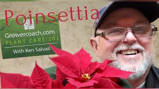 Pointsettia Plant Care 101  How to take care of your poinsettia [upl. by Shelah]