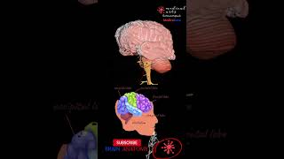 NeuroAnatomy  Areas of brain structures  3D [upl. by Ylime]