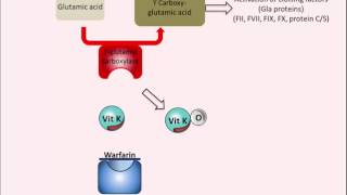 Warfarin  Mechanism of Action [upl. by Eiralc]