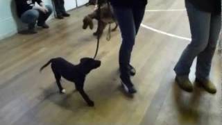 Doggy Boot Camp  Residential Dog Training  12 week old puppy With Adolescent Dogs [upl. by Mikel]