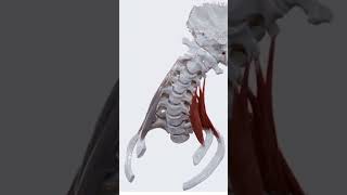 quotExploring the Anatomy of Scalene Muscles Understanding Function and Importancequot anatomy physio [upl. by Zoha]