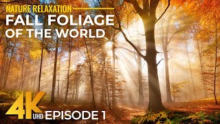 12 HOURS of Best Fall Foliage Destinations in 4K  Nature with Gentle Music amp Real Sounds  Ep 1 [upl. by Barna]