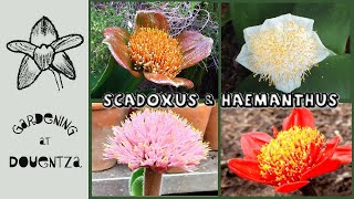 Scadoxus amp Haemanthus  how to grow amp care for different blood lilies amp related SA bulbs in pots [upl. by Uolyram810]