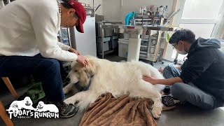 月に1回の鍼灸治療で体のメンテナンスをしたアランです Great Pyrenees グレートピレニーズ [upl. by Llenroc918]