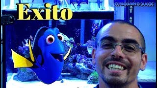 Exito en la cria en cautividad de el pez HepatusBuscando a Dory [upl. by Gnart13]