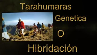 Tarahumaras Genética o Hibridación [upl. by Garey]