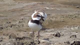 Wilsons plover South Padre Island [upl. by Duile]