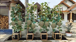 cara menanam melon dipot supaya berbuah lebat  how to plant melons in pots [upl. by Placia840]