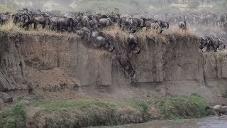 Mara River crossing  Luigi Stella [upl. by Yllaw578]