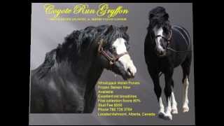 Flashy Welsh Pony Black Stallion At Stud [upl. by Anaj]