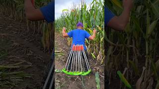 Essential Corn Farming Tools for Rural Farmer  Save Time and Money shorts youtubeshorts [upl. by Eednim]