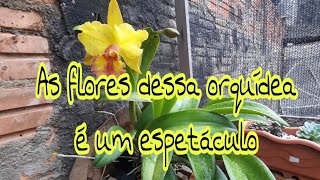 ORQUÍDEA CATTLEYA HÍBRIDA INICIANDO SUA LINDA FLORAÇÃOFLORES GRANDES E PERFUMADAS😍😍😍🤗 [upl. by Suertemed]