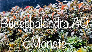 Bucephalandra Aquarium 6 Monate aquaristik [upl. by Razatlab]