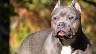 Pitbull Dog Fight  Pitbull Dog attitude  Pitbull Dog video  american bully dog youtubeshorts [upl. by Obe531]