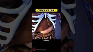 Chief Cells  medical Animated videos  shorts youtubeshorts [upl. by Linzer205]