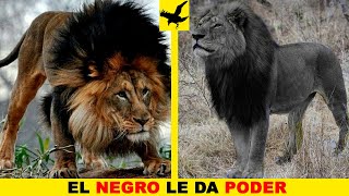 🦁EL LEÓN MÁS FUERTE Y RARO DEL PLANETA – LEÓN NEGRO 🖤 [upl. by Aliemaj416]