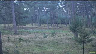 De Hoge Veluwe Wolvenpaar komen even wat drinken 08102024 [upl. by Yirinec180]