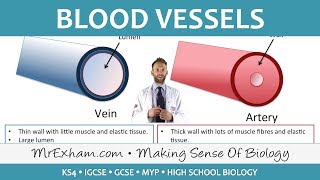 Blood vessels  GCSE Biology 91 [upl. by Enirol]