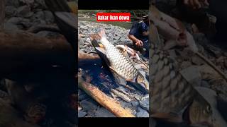 Bakar ikan dewa hasil pancingan fishing satriaberjoran mancing [upl. by Nuhsal713]