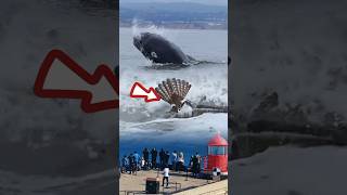 Giant Whales and Sea Eagles whales sea trendingshorts [upl. by Llennol]