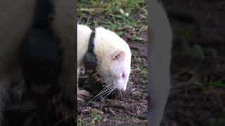 ferreting rabbiting hunting lurcher workingdogs rabbitexpress [upl. by Rior]