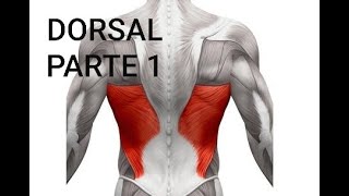 Ejercicio para el dorsal en casa para principiantes [upl. by Okire638]