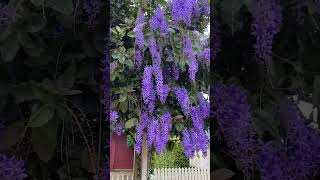 Sandpaper vine Petrea volubilis wisteria like tropical vine 28 Nov 2024 plants [upl. by Noraj]