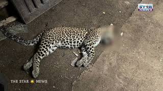 Leopard Body Found at Aarey Colony [upl. by Iuq]