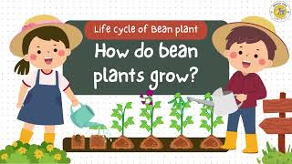 Life Cycle of a Bean Plant [upl. by Dicky]