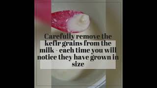 VIDEO  KEFIR GRAINS 082024mp4 [upl. by Ellasal]