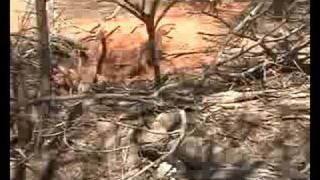 hunting goannas with Willy Roy and bob [upl. by Courtney]