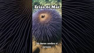 🦔 El erizo de mar sin cerebro ni corazón 🧠💔❌ ErizoDeMar CuriosidadesAnimales VidaMarina shorts [upl. by Tindall277]