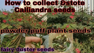 How to collect amp store fairy Duster plant seedsCalliandra eriophylla seedspowder puff plant seeds [upl. by Nich132]