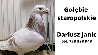 Gołębie staropolskie  Dariusz Janic  2022  Częstochowa  728 338 948 [upl. by Macegan653]