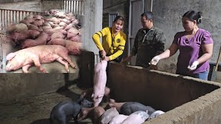 Buying piglets to raise A new start after the African cholera epidemic  Ep 248 [upl. by Burner]