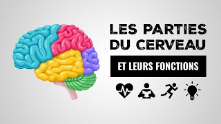 Les parties du cerveau et leurs fonctions  Index Santé [upl. by Azilem]