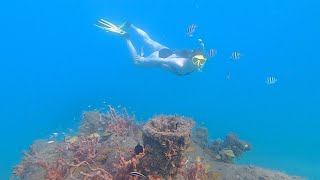 Exploring the Underwater Snorkel Trail at Phil Foster Park [upl. by Adnahsal]