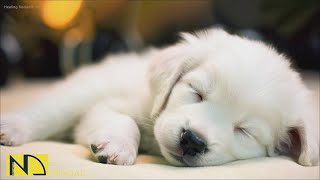 20 HOURS of Deep Sleep Dog Calming Music🐶🎵Anti Separation Anxiety Relief🐶🎵Dog Music 💖🎵 NadanMusic [upl. by Dunlavy]