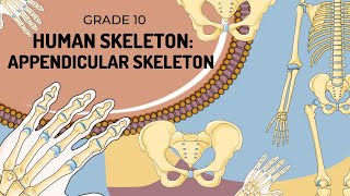 Human Skeleton  APPENDICULAR SKELETON [upl. by Kristine]