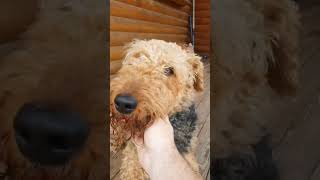 Fantastic airedale terrier dog [upl. by Lourie]