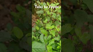 Tulsi Plant  Tulsi patte ke fayde [upl. by Aloisia]