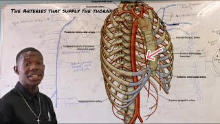 The arteries that supply the thorax [upl. by Anotyal792]