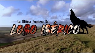 La última frontera del lobo ibérico [upl. by Odraccir]