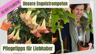 Engelstrompeten Tipps vom Profi zur Pflege  mit Versandangebot für deine Engelstrompete [upl. by Spiegleman115]