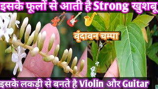 How To Grow Fiddlewood Plant घर पर वृन्दावन चम्पा कैसे लगाएं Fiddlewood rare plant [upl. by Notnil64]