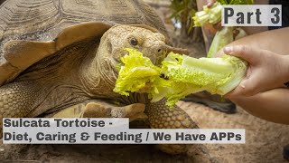 Sulcata Tortoise Part 3  Diet Care Food Feeding amp TTT APP [upl. by Anson586]