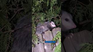 Dogs Alert Adorable Possum Found by My Dogs [upl. by Kamilah715]