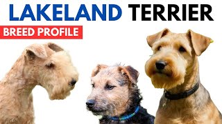 Lakeland Terrier Breed Profile History  Price  Traits  Lakeland Terrier Grooming Needs  Lifespan [upl. by Reitrac843]