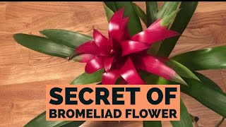 Bromeliad Guzmania  How To Care [upl. by Knick950]