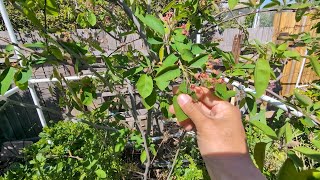 Growing Canadian Serviceberry Amelanchier Canadensis update on plum trees and other fruit trees [upl. by Phelgon]